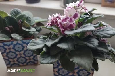 Od jednog lista do deset biljaka: Trik za razmnožavanje afričke ljubičice koji svako može uraditi