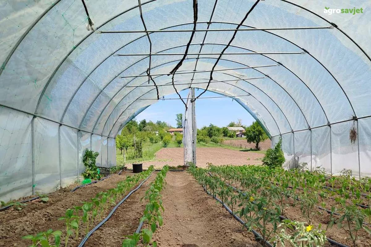 Organizacija plasteničke proizvodnje za veće prinose i bolje ekonomske rezultate