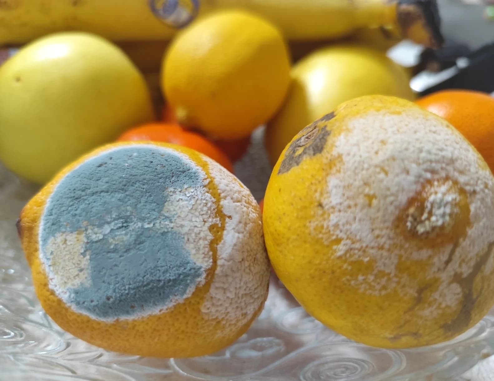 Zašto limun izgleda svjež u prodavnici, a kod kuće brzo propadne