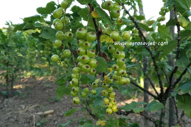 Kada se sadi ribizla, kako pripremiti sadnice i odrediti rastojanje?