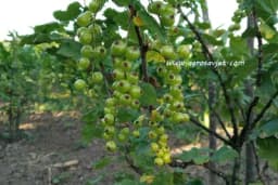 Kada se sadi ribizla, kako pripremiti sadnice i odrediti rastojanje?