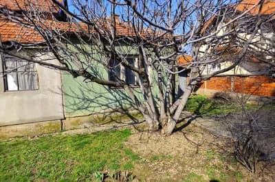 Smokva može narasti i do 10 metara i proširiti ogromnu krošnju: Evo gdje je nikako ne treba saditi