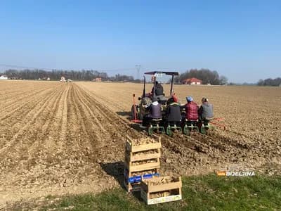 Bijeljinac smanjio površine pod krompirom sa 150 na svega 20 dunuma: “Mašine imam, ali nemam računice” /FOTO/