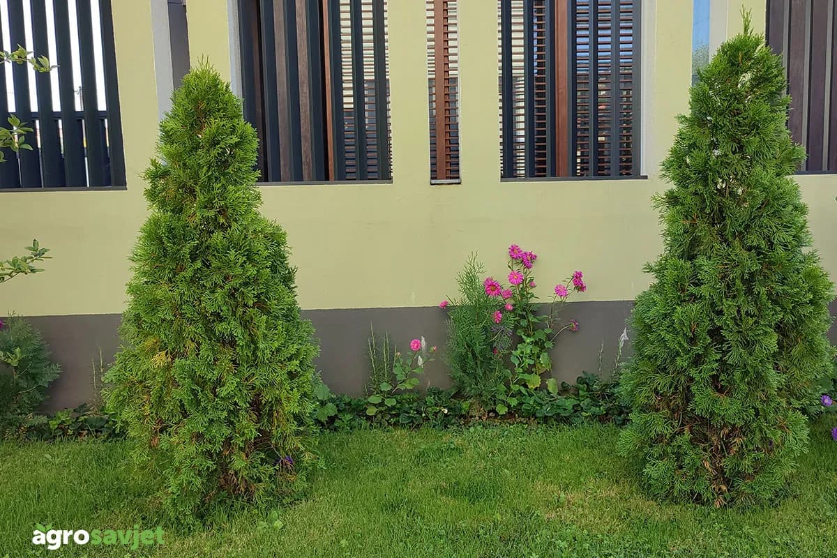 Tuje će biti gušće i zelenije: 5 proljetnih koraka koje preporučuju vrtlari