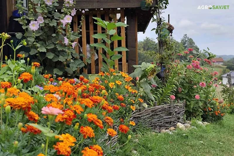 8 biljaka za koje bih voljela da ih nikad u životu nisam posadila u baštu