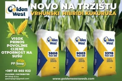 Hibridi kukuruza nove generacije: Veća otpornost na sušu i sigurniji rod