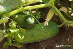 Posadite krastavce s ovim biljkama i imaćete ih u izobilju