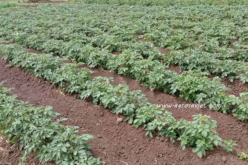 Ključni koraci za uspješnu proizvodnju krompira