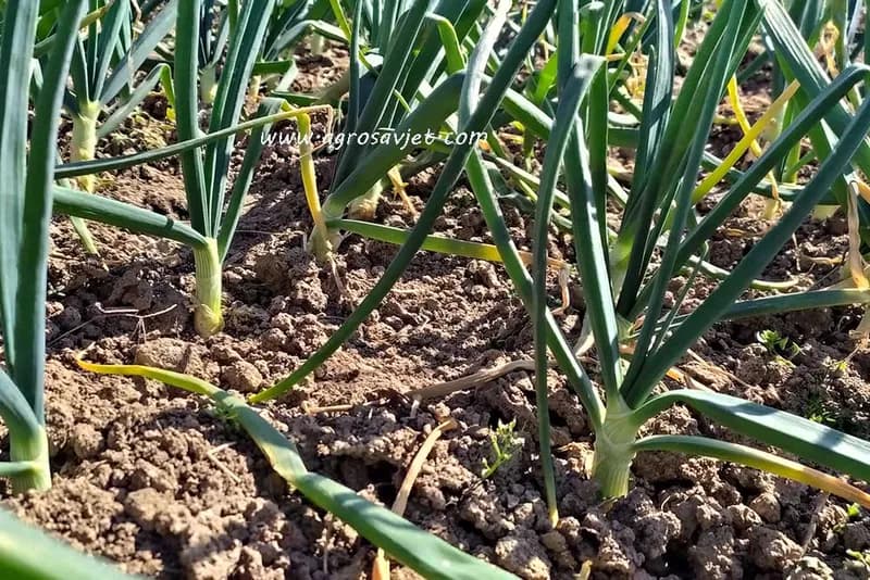 Prihranite mladi luk na pravi način: ovaj prirodni recept daje snažan rast i krupan prinos