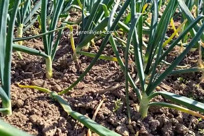 Prihranite mladi luk na pravi način: ovaj prirodni recept daje snažan rast i krupan prinos