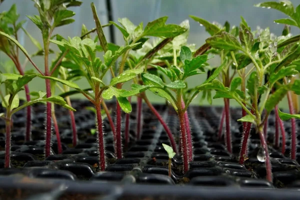 5 pravila za zdrav rasad paradajza i bogat rod u sezoni