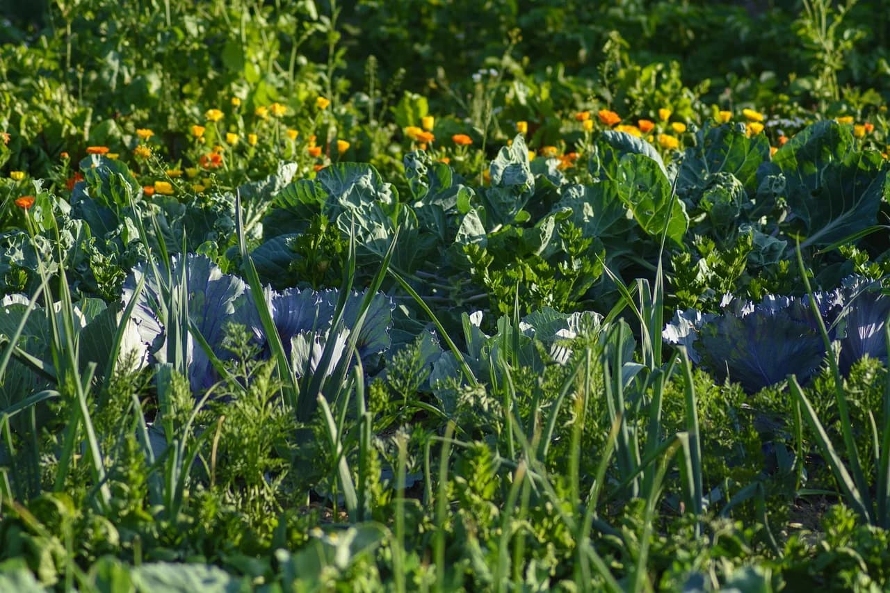 Ako sadite povrće na balkonu ili u dvorištu, ove kombinacije izbjegavajte