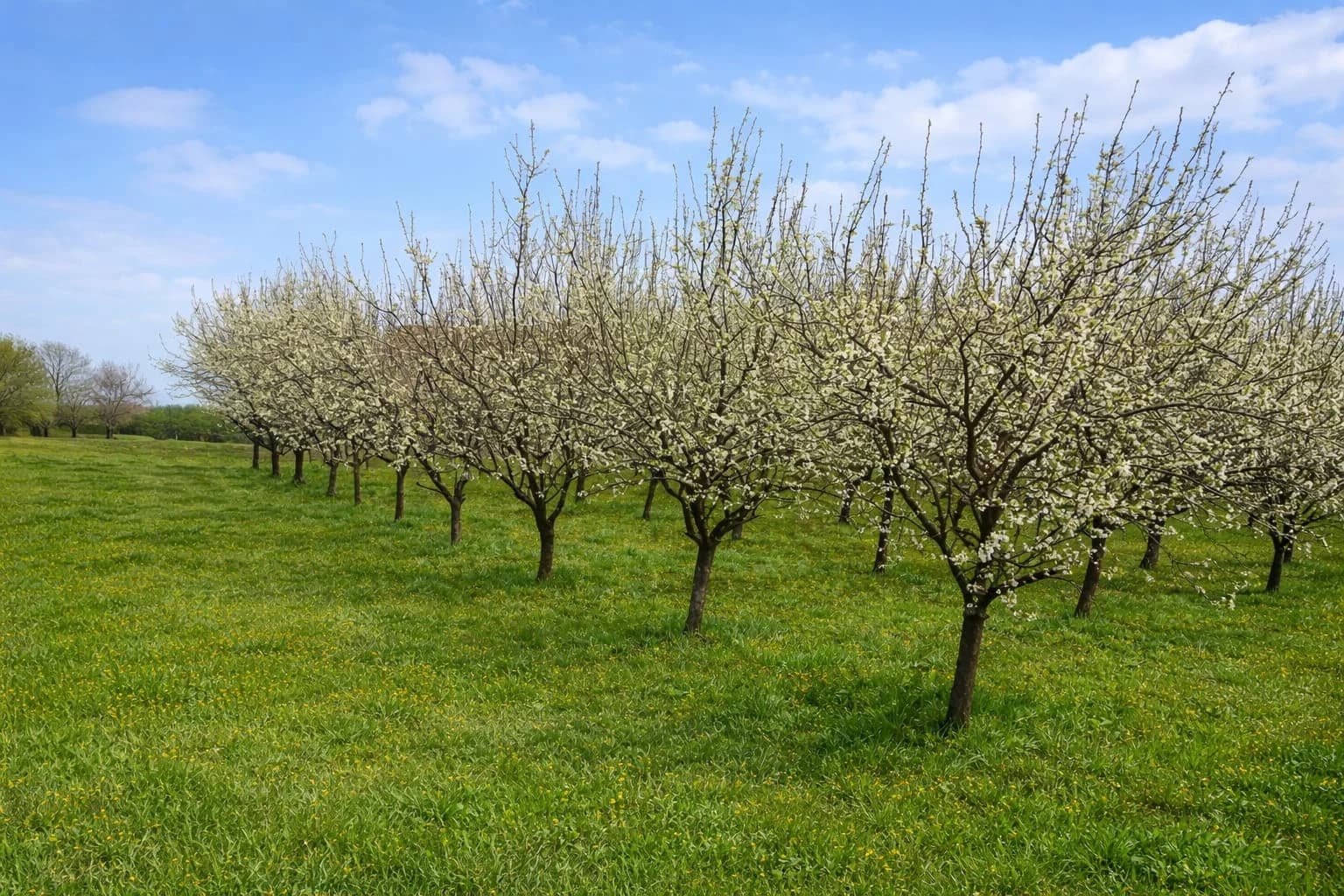 April je ključan mjesec za voćnjak: Ovih 10 poslova morate uraditi na vrijeme za dobar rod