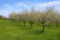 April je ključan mjesec za voćnjak: Ovih 10 poslova morate uraditi na vrijeme za dobar rod