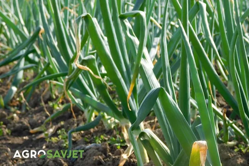 Skandinavska metoda sadnje luka: Iskusni agronom tvrdi da se formiraju velike lukovice neuporedivo boljeg ukusa, a prinos je duplo veći