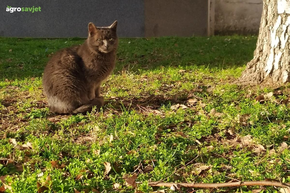 Ukoliko vaša mačka ovo radi, obavezno je odvedite kod veterinara