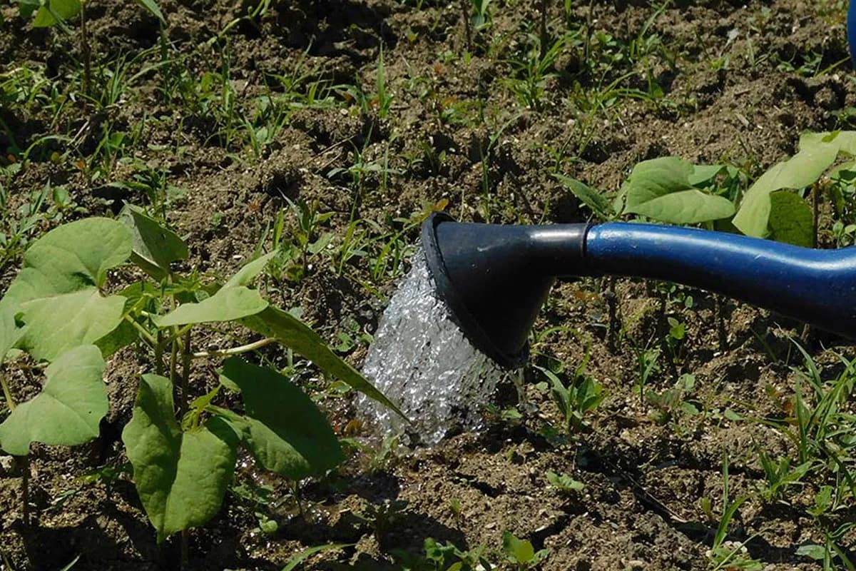 Preporodite svoje biljke ljeti: Isprobajte dubinsko zalivanje za bujnije cveće