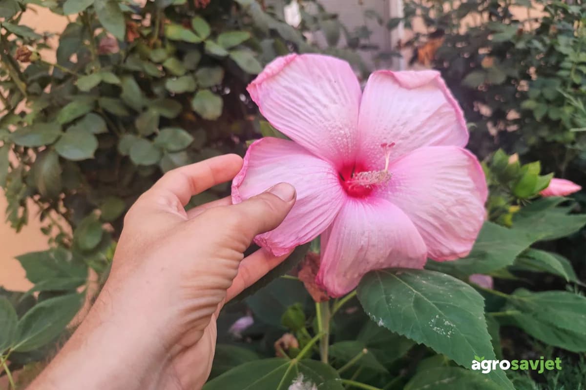Vrtni hibiskus privlači poglede cijelo ljeto: Raskošno cvjeta, a lako se održava