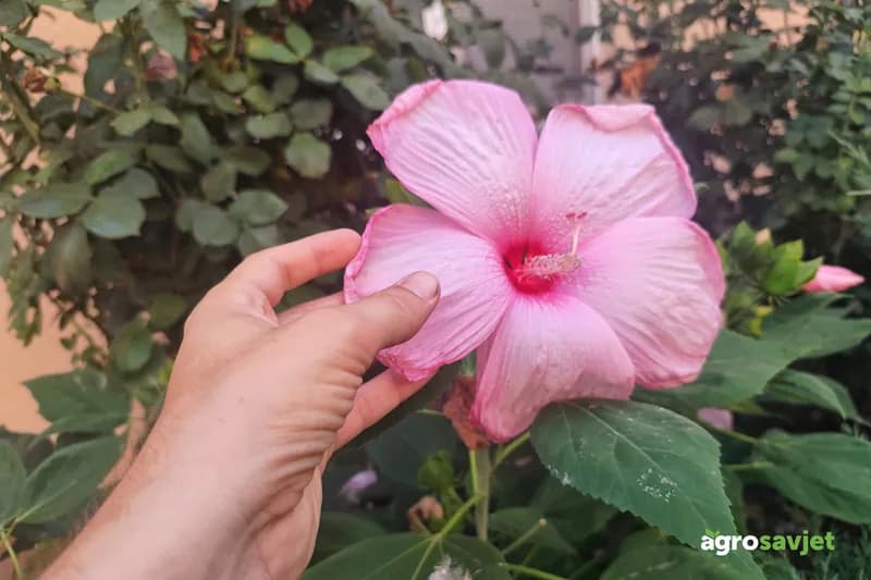 Vrtni hibiskus privlači poglede cijelo ljeto: Raskošno cvjeta, a lako se održava