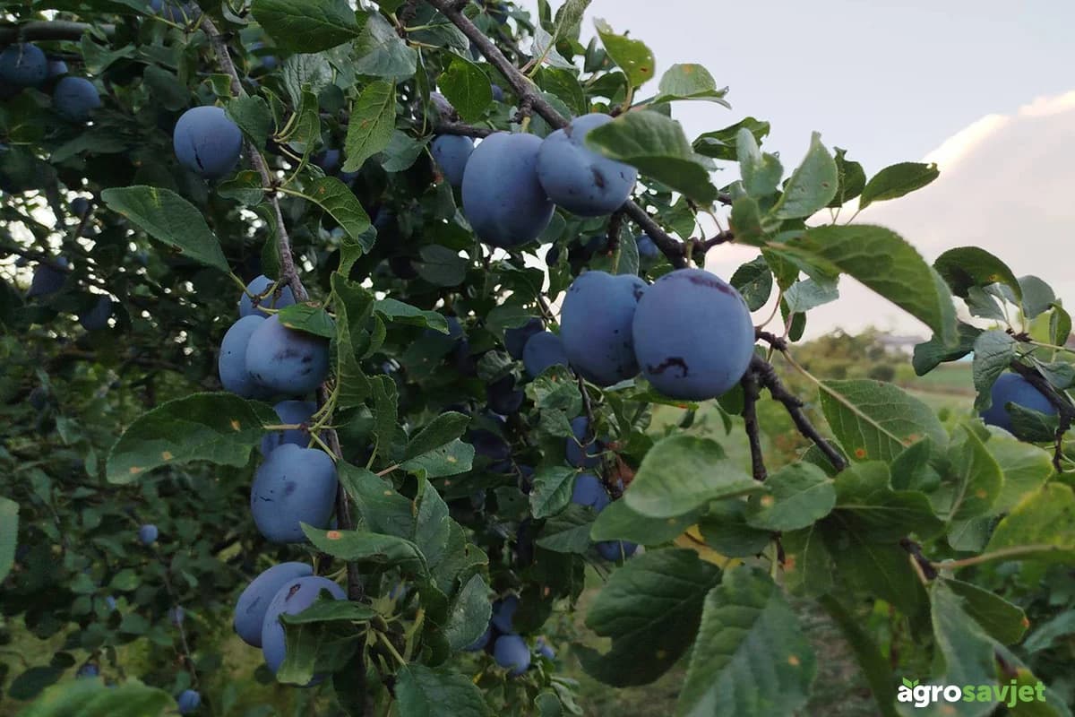Jul je posljednji trenutak za zelenu rezidbu: Evo zašto je toliko važna i kako se obavlja