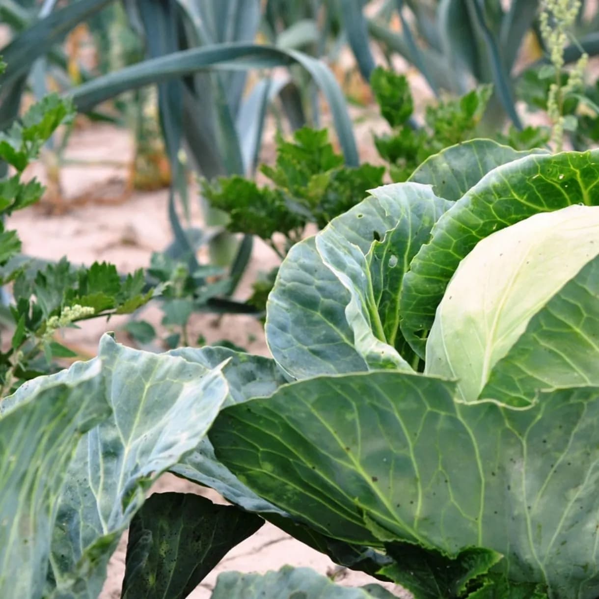 Kategorija Organska proizvodnja