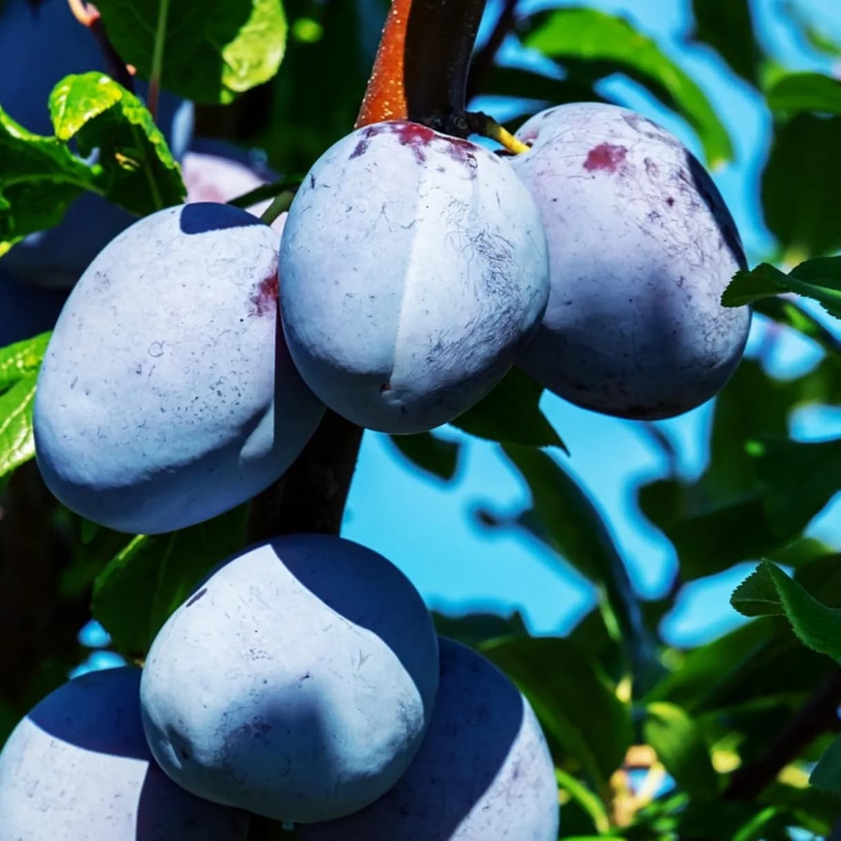 Kategorija Voćarstvo