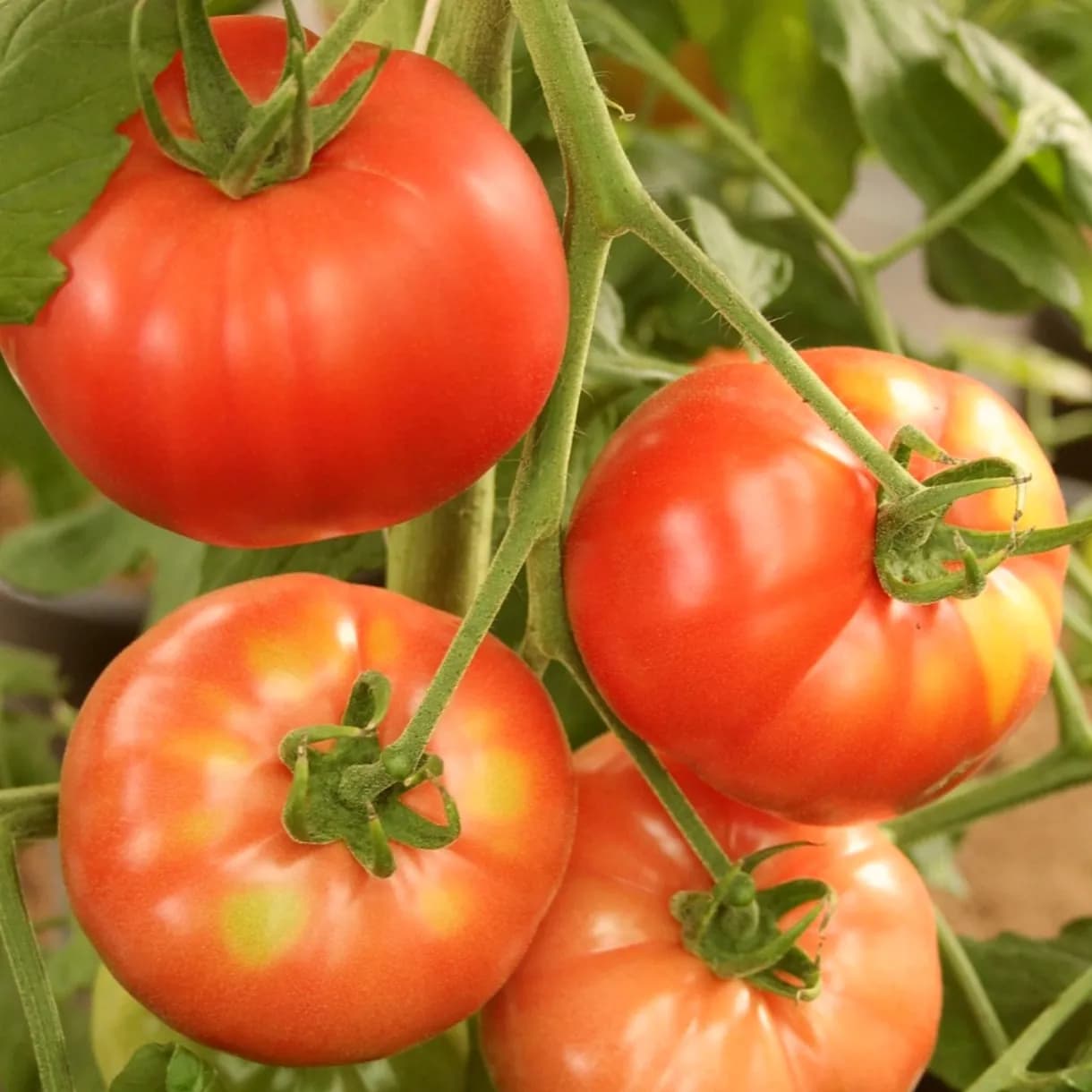 Kategorija Povrtarstvo