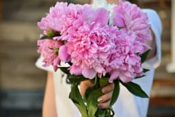 Kako da božuri u vazi dugo ostanu svježi?