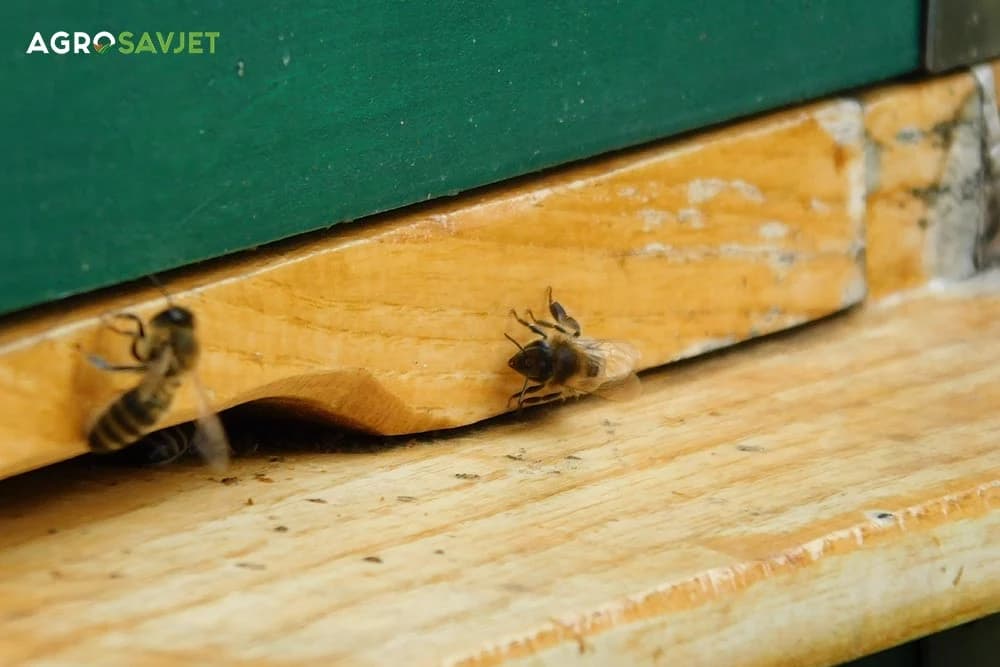 američka trulež legla