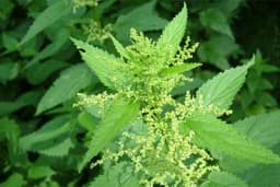 Napravite sami PESTICID OD KOPRIVE (RECEPTI)