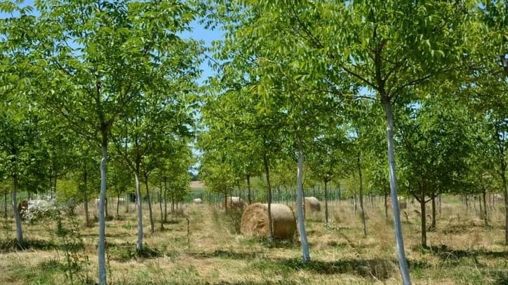 Dobar rod oraha donose odgovarajuće pravilno raspoređene sorte
