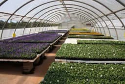 Kako izbjeći probleme u rasadničkoj proizvodnji