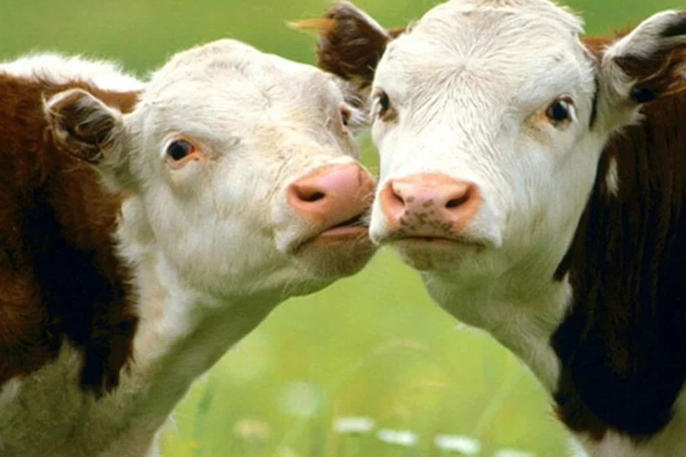 Sljedeće sedmice interventni otkup tovljene junadi