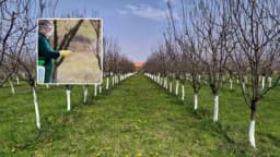 Jesenje prskanje voćaka UREOM donosi krupnije i slađe plodove