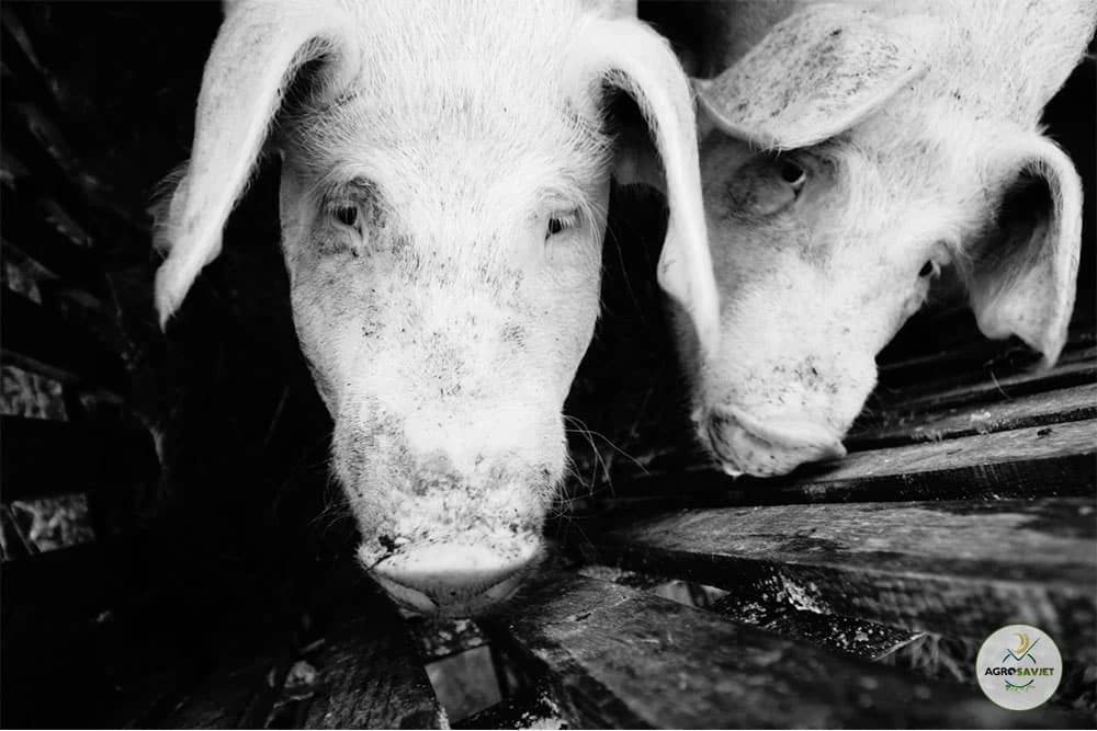 Primjena mjera za sprečavanje unošenja afričke svinjske kuge