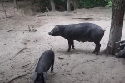 Nema zaraženih svinja u BiH, ali je kuga pred vratima
