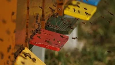 Pčelari srednjeg Podrinja ove godine izvoze med na tržište Zapadne Evrope