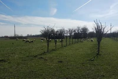 Mikrobiološka đubriva u voćarstvu