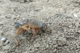 10 prirodnih načina za borbu protiv rovca