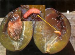 Zaštita šljive - Šljivin smotavac