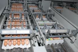 MILIĆI - Jaja sa "Boksitove" farme na tržištu Srbije i Crne Gore