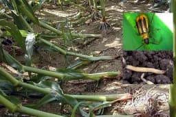 Kako suzbiti kukurznu zlaticu