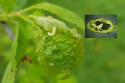 Vrijeme je za ZAŠTITU šljive od ŠLJIVINE OSE