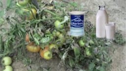 Plamenjača paradajza PRIRODNA ZAŠTITA – Naučite kako zaštiti PARADAJZ