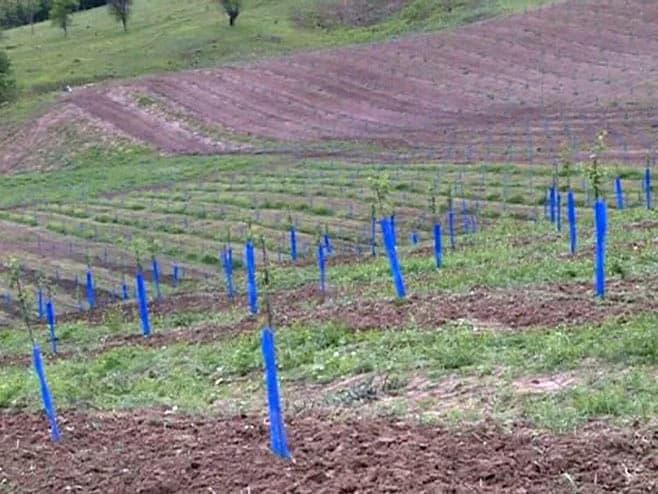 Lopare: Moderan voćnjak na imanju nekadašnje zadruge “Dojčin Lukić”