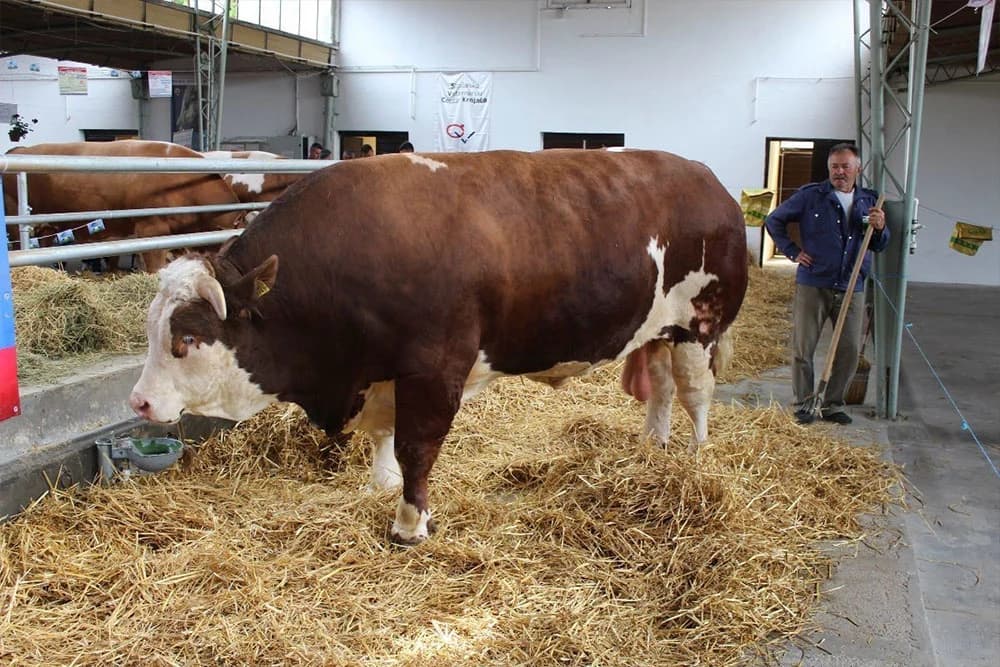 Novi Sad: Bik Mališa težak 1,7 tona jedan od najvećih atrakcija sajma