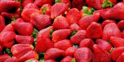 Razmislite dvaput prije kupovine jagoda: Omiljena voćka je prepuna pesticida