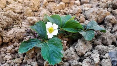 Gajite jagode ovako i očekujte veliki prinos i dobar ukus
