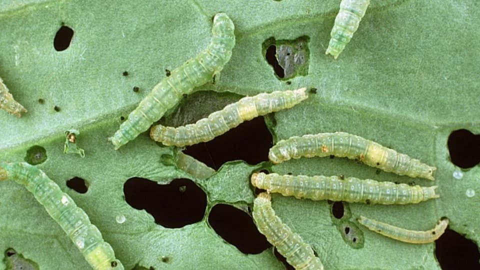 Suzbijanje gusjenica na kupusnjačama