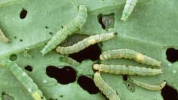 Suzbijanje gusjenica na kupusnjačama